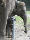 Asian Elephant Indian Elephas maximus Hamburg