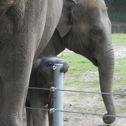 Asian Elephant Indian Elephas maximus Hamburg