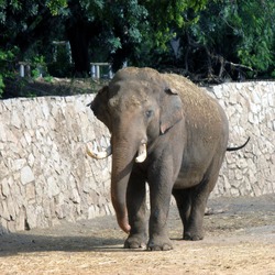 Asian Elephant Indian Elephas_maximusRamat Gan Safari