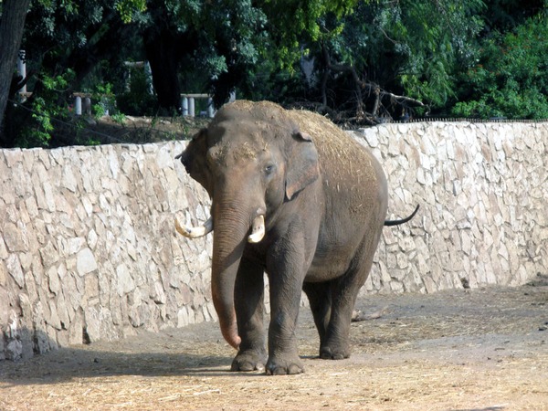 Asian Elephant Indian Elephas_maximusRamat Gan Safari