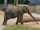 Large Land Mammals