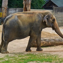Asian Elephant Indian Elephas_maximus_01