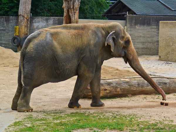 Asian Elephant Indian Elephas_maximus_01