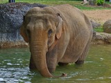 Asian Elephant Indian Elephas_maximus_02