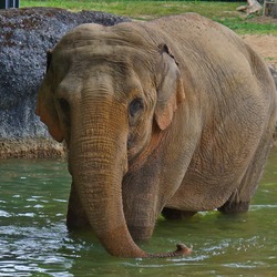 Asian Elephant Indian Elephas_maximus_02