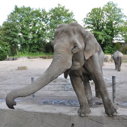 Asian Elephant Indian Elephas_maximus_1