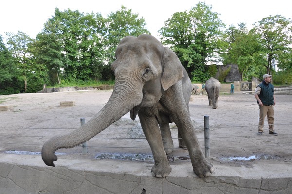 Asian Elephant Indian Elephas_maximus_1