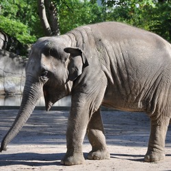 Asian Elephant Indian Elephas_maximus_2