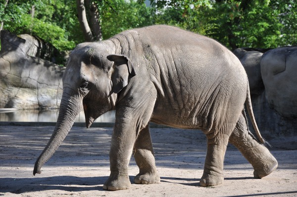 Asian Elephant Indian Elephas_maximus_2