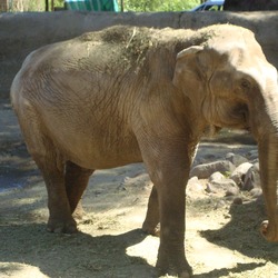 Asian Elephant Indian Elephas_maximus_Frida