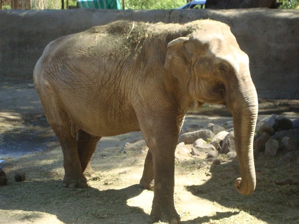 Asian Elephant Indian Elephas_maximus_Frida