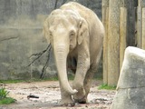 Asian Elephant Photo Gallery