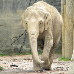 Asian Elephant Indian Elephas_maximus_Phoebe_Front_View_Columbus Zoo