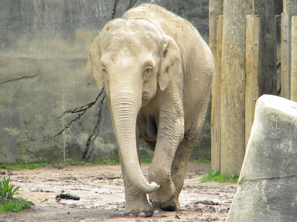 Asian Elephant Indian Elephas_maximus_Phoebe_Front_View_Columbus Zoo