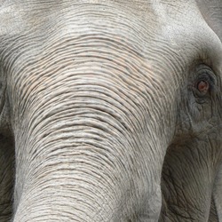 Asian Elephant Indian Elephas_maximus_closeup_face