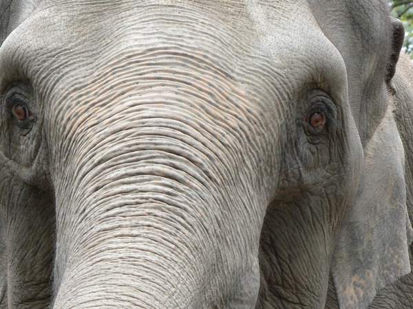 Asian Elephant Indian Elephas_maximus_closeup_face