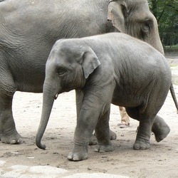 Asian Elephant Indian Elephas_maximus_youngster