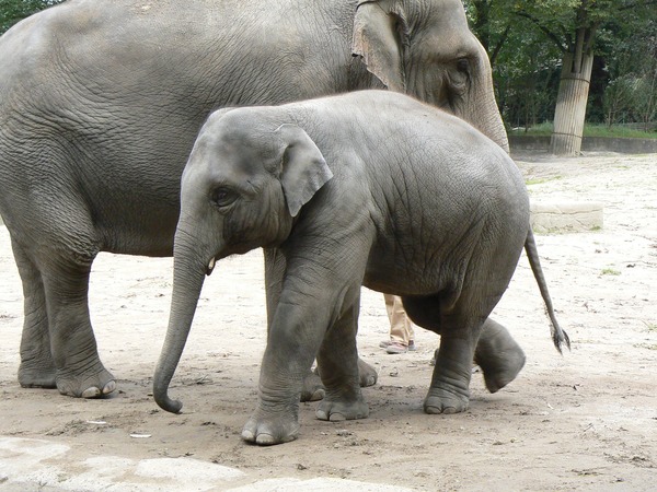 Asian Elephant Indian Elephas_maximus_youngster