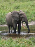 Asian Elephant Indian Forest