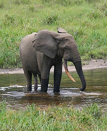 Asian Elephant Indian Forest