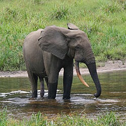 Asian Elephant Indian Forest