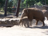 Large Land Mammals