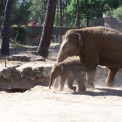 Asian Elephant Indian Indian Elephas  zoo (2)