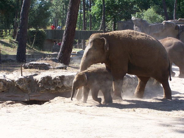 Asian Elephant Indian Indian Elephas  zoo (2)