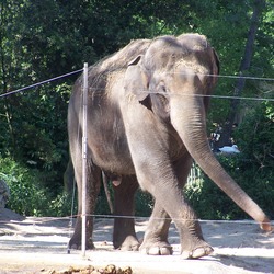 Asian Elephant Indian Indian Elephas  zoo (3)