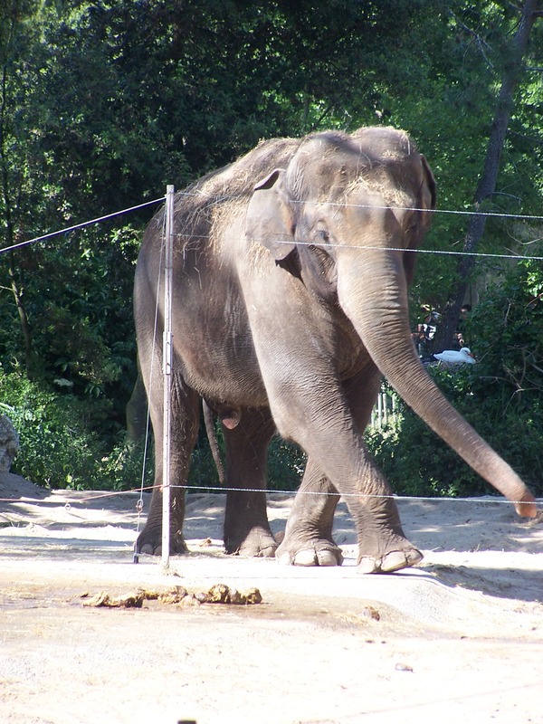 Asian Elephant Indian Indian Elephas  zoo (3)