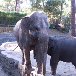 Asian Elephant Indian Indian Elephas  zoo