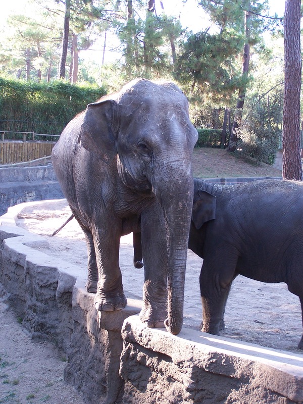 Asian Elephant Indian Indian Elephas  zoo