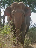 Asian Elephant Indian Indian Elephas