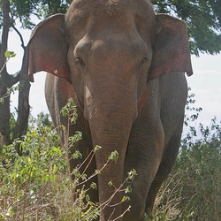 Asian Elephant Indian Indian Elephas