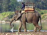 Asian Elephant Indian Indian-Elephant-444