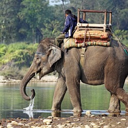 Asian Elephant Indian Indian-Elephant-444