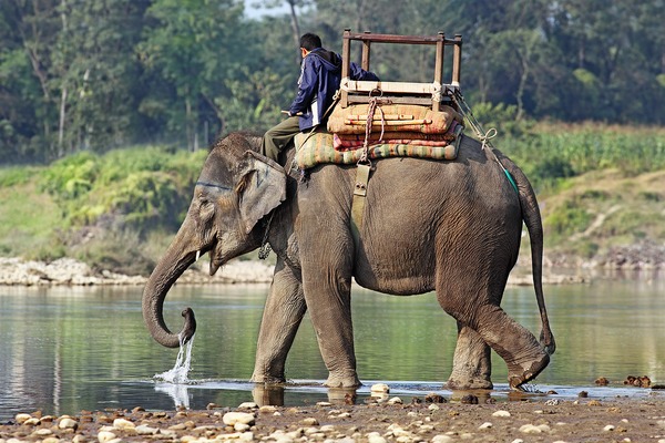 Asian Elephant Indian Indian-Elephant-444