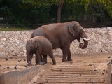 Asian Elephant Indian IndianElephant-SRG001