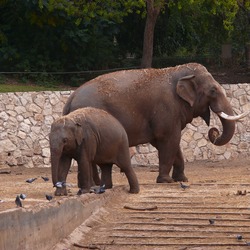 Asian Elephant Indian IndianElephant-SRG001