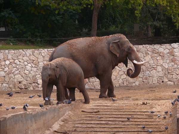 Asian Elephant Indian IndianElephant-SRG001
