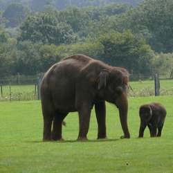 Asian Elephant Indian Indian_Elephant_