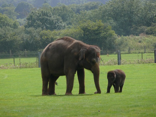 Asian Elephant Indian Indian_Elephant_