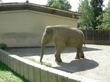 Asian Elephant Indian Indijski_slon