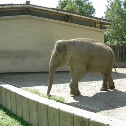 Asian Elephant Indian Indijski_slon
