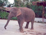 Asian Elephant Indian Indischer_Elefant_2
