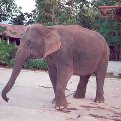 Asian Elephant Indian Indischer_Elefant_2