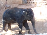 Asian Elephant Indian Jerusalem Biblical Zoo