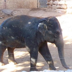 Asian Elephant Indian Jerusalem Biblical Zoo