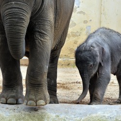 Asian Elephant Indian Kai mook zoo Antwerpen