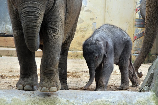 Asian Elephant Indian Kai mook zoo Antwerpen